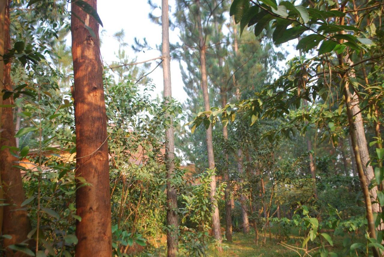 Saltek Forest Cottages Masindi Bagian luar foto